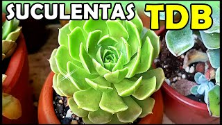 ðŸŒŸ 33 SUCULENTAS TDB  TUDO DE BOM EM CULTIVAR REPRODUZIR E BELEZA [upl. by Arocahs504]