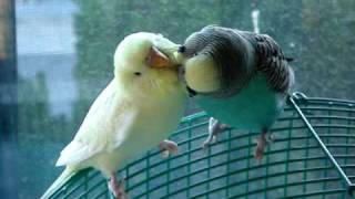 My budgies smooching each other D [upl. by Atisor]