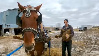 Training our SUFFOLK PUNCH STALLION to drive single with a cart 445 [upl. by Mari]