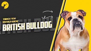 British Bulldog in India  Facts amp Things you need to know Price Video 9  Doggy Times India [upl. by Soigroeg]