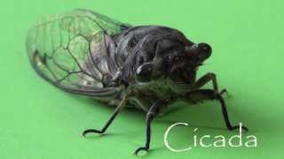 Rare Insects Cicada Sound and Video [upl. by Bensky313]