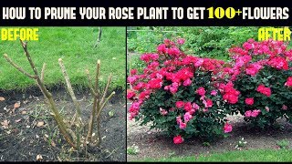 Do This And Get 500 More Flowers On Your Rose Plants With Updates [upl. by Halland]