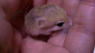 chirp of Pigmy Jerboa baby [upl. by Eerol212]