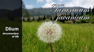 Java dandelion Taraxacum javanicum  part 1 [upl. by Ahsika]