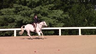 Video of ROSEHAVEN LEGACY ridden by TARIN KIELY from ShowNet [upl. by Stein]