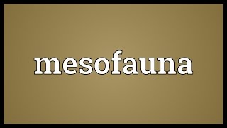 Mesofauna Meaning [upl. by Rob]