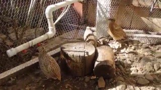 Coturnix Quail Outdoor Aviary  Raising Organically [upl. by Rubliw952]