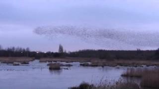 Starling Murmuration at Woolston Eyes [upl. by Emerald]