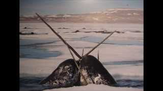 What do narwhals use their tusks for [upl. by Fruin187]