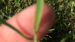 Zoysia grass identification by Shawn Schutte [upl. by Aineval]