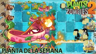 PLANTA DE LA SEMANA quotENREDADERA CANDELERAquot PvZ2 [upl. by Forelli385]