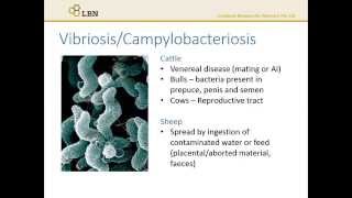 Diseases Vibriosis and Campylobacteriosis [upl. by Marylee47]