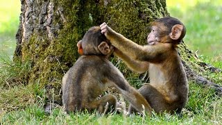 Funny Monkey babies  Playing like Little imps [upl. by Yecak]