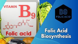 Folic Acid Biosynthesis Understanding the Pathway to Vital Health [upl. by Ariahay191]