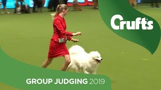 Pastoral Group Judging And Presentation  Crufts 2019 [upl. by Eunice859]