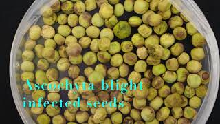 Ascochyta blight of pea by Nimllash Thangam Sivachandra Kumar [upl. by Rosene]