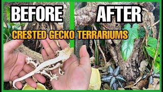 I UPGRADED MY CRESTED GECKO ENCLOSURES Crested Gecko Terrarium Setup [upl. by Candida]