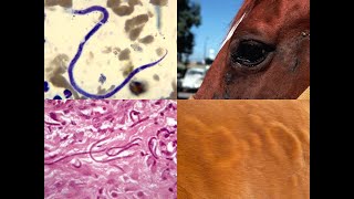 ONCHOCERCIASIS IN HORSES [upl. by Snoddy]