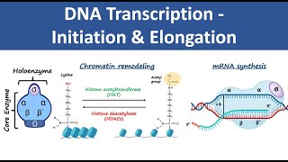 Transcription and Translation  Protein Synthesis From DNA  Biology [upl. by Nibla]