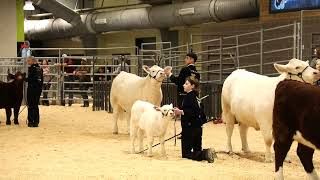 2024 CFISD Livestock ShowCattle [upl. by Hein]