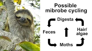 Illumina Webinar Utilizing mixed amplicon sequencing to investigate tree sloths and symbionts [upl. by Kaile]