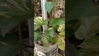 money plant care tips 🤗 plants moneyplant shorts viralshorts gardening garden [upl. by Adrienne431]