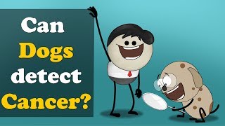 Can Dogs detect Cancer  more videos  aumsum kids science education children [upl. by Ohs]