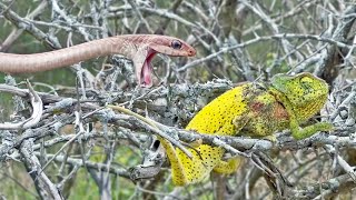 Chameleon Bites Venomous Snake While Being Attacked [upl. by Daphne]