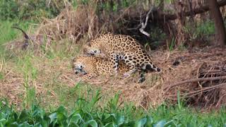 onças acasalando no pantanal MT [upl. by Keller391]