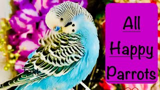 Watch with your pets ❤️ Many happy parrots 🦜 I have seen 🥰 budgies parakeet parrot [upl. by Bradley423]