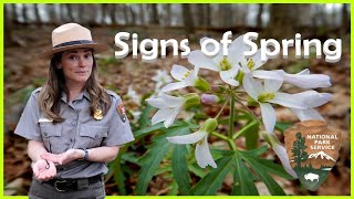 Signs of Spring at Catoctin Mountain Park  National Park Service [upl. by Adnala523]