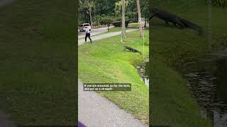 What to Do If an Alligator Chases You [upl. by Aiekan]