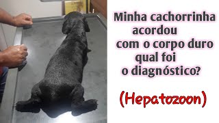 Minha cachorrinha amanheceu duraqual foi o diagnóstico HepatozoonoseHepatozoon [upl. by Webb]