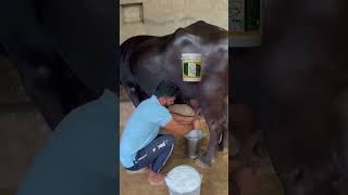 Caf ko mota karne ka mineral mixer cow daryfarm murrhabuffalo [upl. by Adnawat]