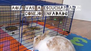 Socialización en conejos 2 Como juntar a dos conejos Coneja enfadada atacando 😔 [upl. by Evelina]