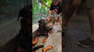 Rottweiler attack the owner Rottweilers Aggressive Attack Video What To Do  shorts rottweiler [upl. by Delastre]