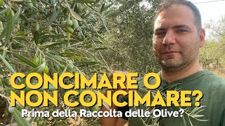 Concimare o Non Concimare prima della Raccolta delle Olive [upl. by Tiffi670]