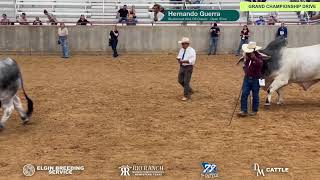 Bluebonnet Kick off Classic  Gray bulls Show [upl. by Anuayek]