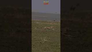 Cheetah Running At Full Speed After Baby Gazelle wildlife shortsafrica cheetahhunt gazelle [upl. by Grogan]