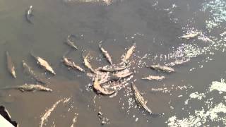 Biggest saltwater crocodile feeding on Costa Rica [upl. by Miett]