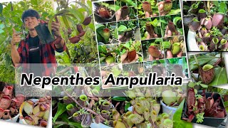 Nepenthes Ampullaria [upl. by Hercules]