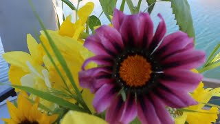 Gazania Growing Guide Harvesting amp Vase Life Tips Ep 129 [upl. by Erle256]