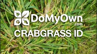 How to Identify Crabgrass  DoMyOwncom crabgrass domyownlawncare [upl. by Nomaj826]