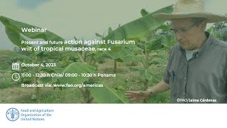 Present and future action against Fusarium wilt of tropical musaceae race 4 [upl. by Lorrac]