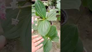 medinilla myrantha plant care for n hindi [upl. by Nerissa]