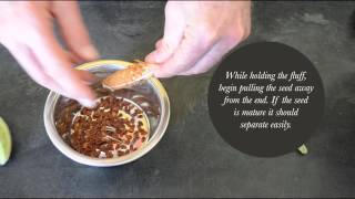 Cleaning Milkweed Seed by Hand is Easy [upl. by Mina]