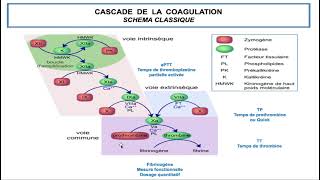 Hemato  02CAT devant un syndrome hémorragique  révision du chapitre de lhémostase DrAbbadi [upl. by Landahl]