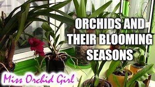 Different orchids and their blooming season [upl. by Warram]