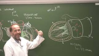 Thorax 3  Anatomie du cœur cours 2021 [upl. by Clements]