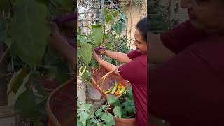 Happy gardening 🌻🌻🌻 garden seetha villagechef gardening gardeningtips delicious food vlog [upl. by Icat]